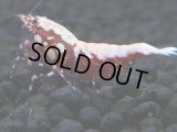 479　K【GWSP】RED GALAXY FISHBONE 全部アダルトメス20連発！