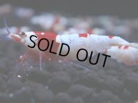 319　H【GWSP】涼風シュリンプで増やす！しっかり狙ってメス確率95％以上！