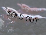 477　K【GWSP】RED GALAXY FISHBONE 全部アダルトメス20連発！