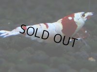 310　H【GWSP】涼風シュリンプで増やす！しっかり狙ってメス確率95％以上！