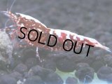 484　K【GWSP】RED GALAXY FISHBONE 全部アダルトメス20連発！