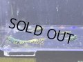 HY shrimp BLACK GALAXY 色々抱卵ミックス5匹セット ＊落札点数割引対象外