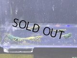 HY shrimp BLACK GALAXY 色々抱卵ミックス5匹セット ＊落札点数割引対象外
