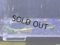 HY shrimp BLACK GALAXY 色々抱卵ミックス5匹セット ＊落札点数割引対象外