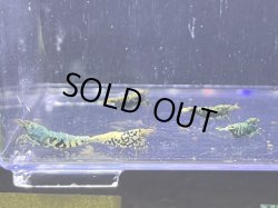 画像1: HY shrimp BLACK GALAXY 色々抱卵ミックス5匹セット ＊落札点数割引対象外