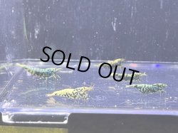 画像2: HY shrimp BLACK GALAXY 色々抱卵ミックス5匹セット ＊落札点数割引対象外