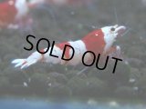 070　C【4＋1】SHRIMP AWARD3連覇ブランドも超特価放出！SUPER FARM O2