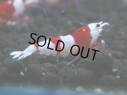 画像1: 070　C【4＋1】SHRIMP AWARD3連覇ブランドも超特価放出！SUPER FARM O2