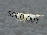 022　R【4＋1】イベントお宝残りを超特価大放出！新種系色々MIX