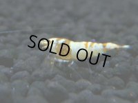 022　R【4＋1】イベントお宝残りを超特価大放出！新種系色々MIX