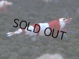 074　C【4＋1】SHRIMP AWARD3連覇ブランドも超特価放出！SUPER FARM O2