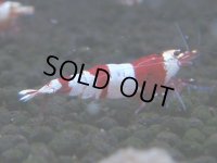 074　C【4＋1】SHRIMP AWARD3連覇ブランドも超特価放出！SUPER FARM O2