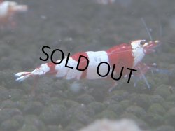 画像1: 074　C【4＋1】SHRIMP AWARD3連覇ブランドも超特価放出！SUPER FARM O2