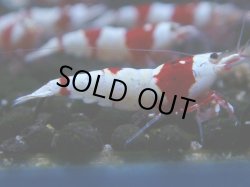 画像1: 055　C【4＋1】SHRIMP AWARD3連覇ブランドも超特価放出！SUPER FARM O2