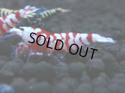 画像1: 013　R【4＋1】イベントお宝残りを超特価大放出！新種系色々MIX