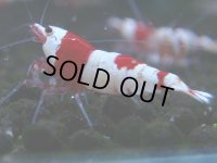 063　C【4＋1】SHRIMP AWARD3連覇ブランドも超特価放出！SUPER FARM O2