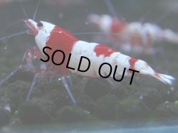 画像1: 063　C【4＋1】SHRIMP AWARD3連覇ブランドも超特価放出！SUPER FARM O2