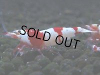058　C【4＋1】SHRIMP AWARD3連覇ブランドも超特価放出！SUPER FARM O2
