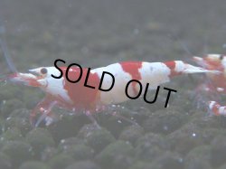 画像1: 058　C【4＋1】SHRIMP AWARD3連覇ブランドも超特価放出！SUPER FARM O2
