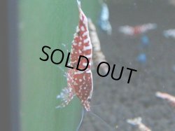 画像1: 020　R【4＋1】イベントお宝残りを超特価大放出！新種系色々MIX