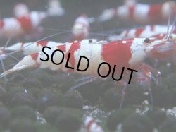 画像1: 056　C【4＋1】SHRIMP AWARD3連覇ブランドも超特価放出！SUPER FARM O2