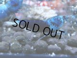 034　R【4＋1】イベントお宝残りを超特価大放出！新種系色々MIX
