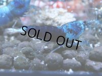 034　R【4＋1】イベントお宝残りを超特価大放出！新種系色々MIX