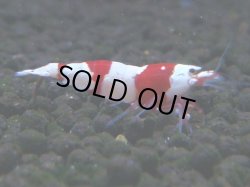 画像1: 073　C【4＋1】SHRIMP AWARD3連覇ブランドも超特価放出！SUPER FARM O2