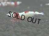071　C【4＋1】SHRIMP AWARD3連覇ブランドも超特価放出！SUPER FARM O2