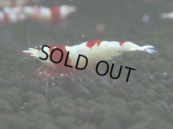 画像1: 071　C【4＋1】SHRIMP AWARD3連覇ブランドも超特価放出！SUPER FARM O2