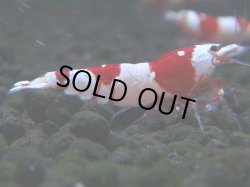 画像1: 067　C【4＋1】SHRIMP AWARD3連覇ブランドも超特価放出！SUPER FARM O2