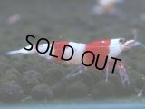 062　C【4＋1】SHRIMP AWARD3連覇ブランドも超特価放出！SUPER FARM O2