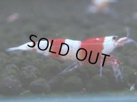 062　C【4＋1】SHRIMP AWARD3連覇ブランドも超特価放出！SUPER FARM O2