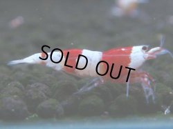 画像1: 062　C【4＋1】SHRIMP AWARD3連覇ブランドも超特価放出！SUPER FARM O2