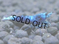050　R【4＋1】イベントお宝残りを超特価大放出！新種系色々MIX