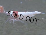 064　C【4＋1】SHRIMP AWARD3連覇ブランドも超特価放出！SUPER FARM O2