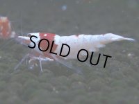 064　C【4＋1】SHRIMP AWARD3連覇ブランドも超特価放出！SUPER FARM O2