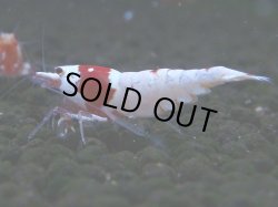 画像1: 064　C【4＋1】SHRIMP AWARD3連覇ブランドも超特価放出！SUPER FARM O2