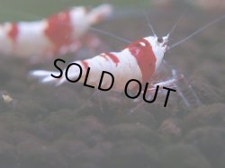画像1: 097　H【4＋1】愛知の人気ブランドも超特価放出！Y's Bee