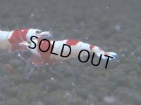 072　C【4＋1】SHRIMP AWARD3連覇ブランドも超特価放出！SUPER FARM O2