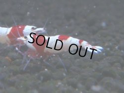 画像1: 072　C【4＋1】SHRIMP AWARD3連覇ブランドも超特価放出！SUPER FARM O2