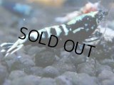 015　R【4＋1】イベントお宝残りを超特価大放出！新種系色々MIX