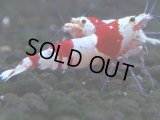059　C【4＋1】SHRIMP AWARD3連覇ブランドも超特価放出！SUPER FARM O2
