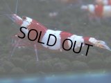 066　C【4＋1】SHRIMP AWARD3連覇ブランドも超特価放出！SUPER FARM O2