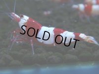 066　C【4＋1】SHRIMP AWARD3連覇ブランドも超特価放出！SUPER FARM O2