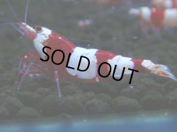 画像1: 066　C【4＋1】SHRIMP AWARD3連覇ブランドも超特価放出！SUPER FARM O2