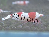 069　C【4＋1】SHRIMP AWARD3連覇ブランドも超特価放出！SUPER FARM O2