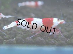 画像1: 069　C【4＋1】SHRIMP AWARD3連覇ブランドも超特価放出！SUPER FARM O2