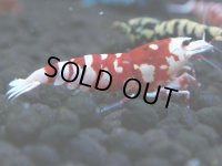 019　R【4＋1】イベントお宝残りを超特価大放出！新種系色々MIX