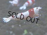 057　C【4＋1】SHRIMP AWARD3連覇ブランドも超特価放出！SUPER FARM O2